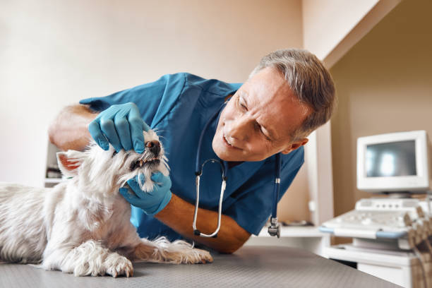 Best Root Canal Emergency Dentist  in Mount Olive, NC